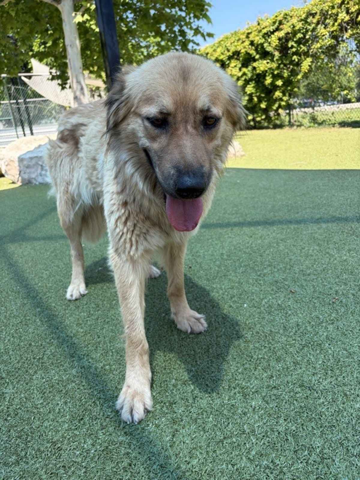 LANA - Anatolian Shepherd available for adoption