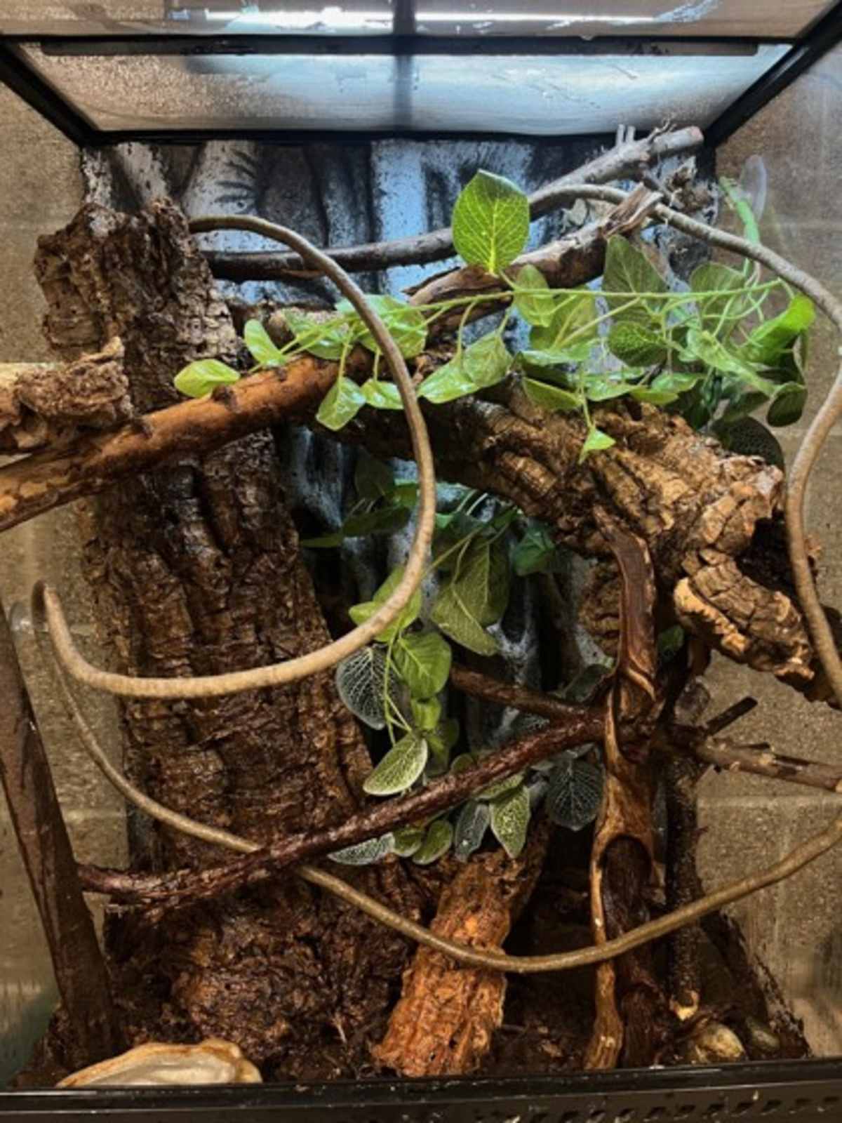 SPIKE - Gecko available for adoption
