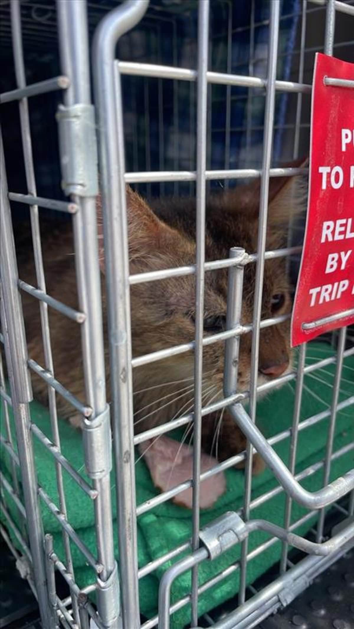 CASSIA - Domestic Longhair available for adoption
