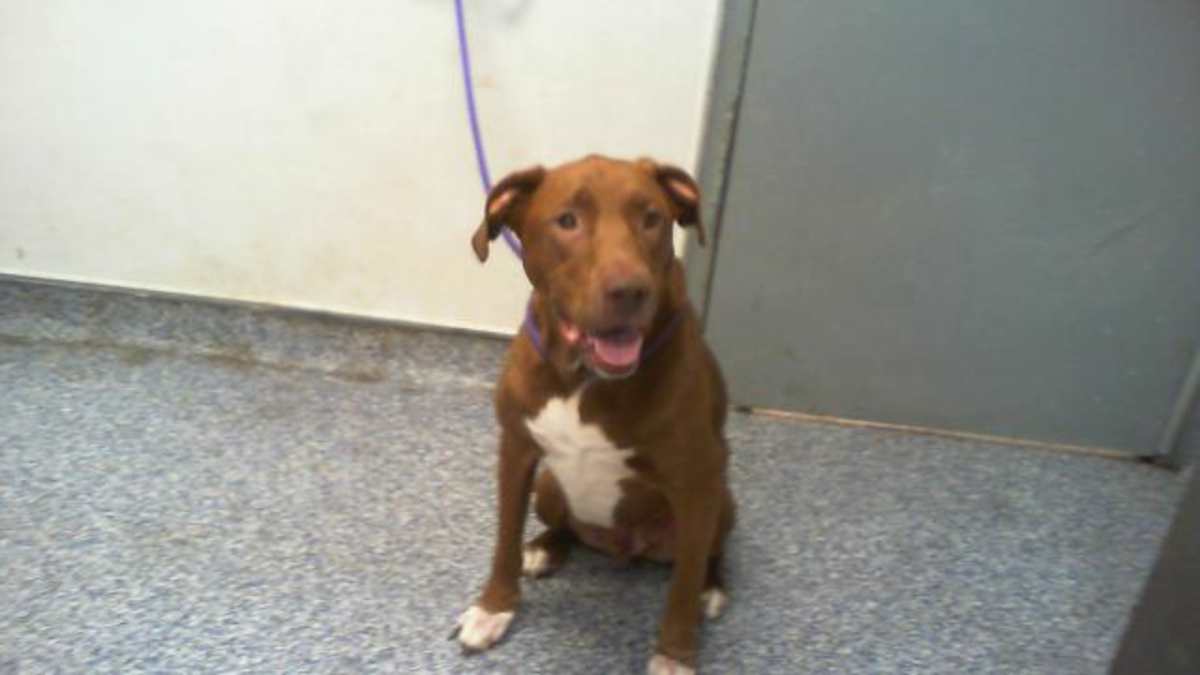BODHI - Labrador Retriever available for adoption