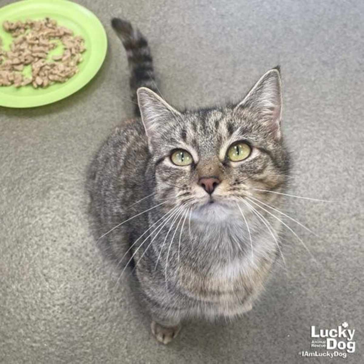 A STREET CAT NAMED DESIRE - Domestic Shorthair available for adoption
