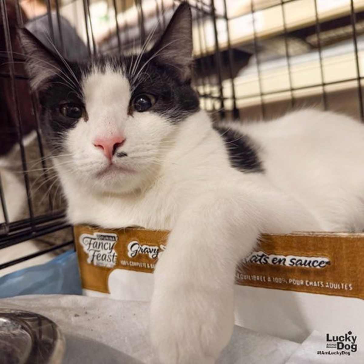 SHAW - Domestic Shorthair available for adoption