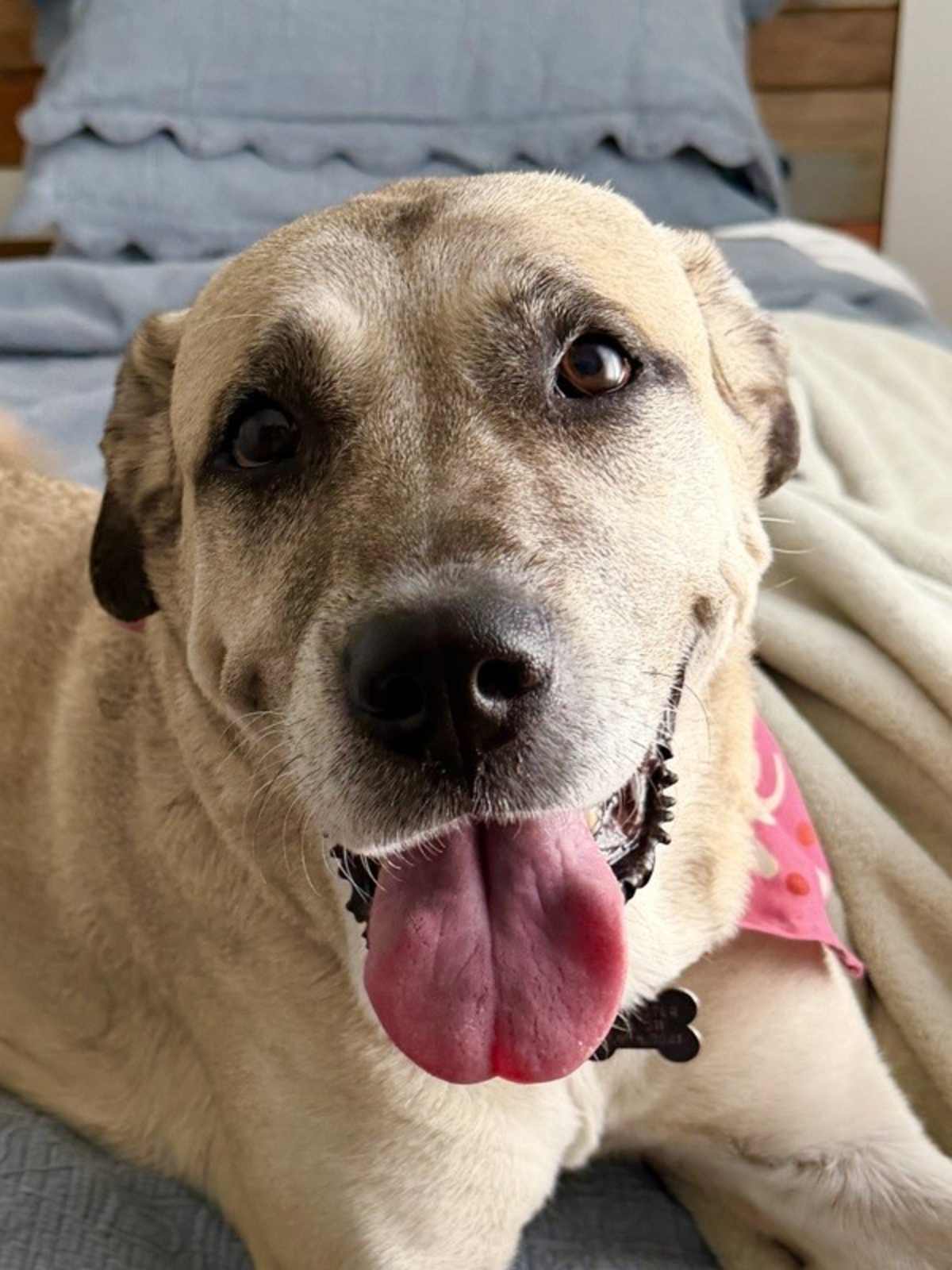 AMOR - Anatolian Shepherd available for adoption
