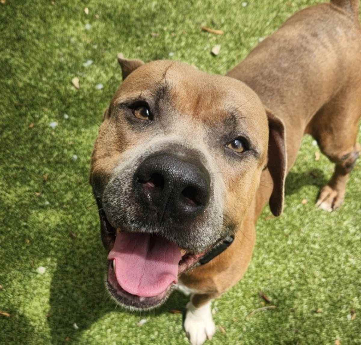 DAMON - American Pit Bull Terrier available for adoption