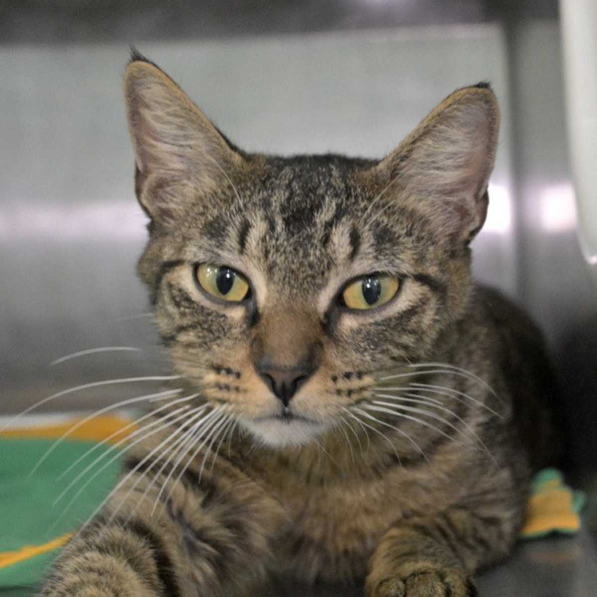 NIOMI (PETCO) - Domestic Shorthair available for adoption