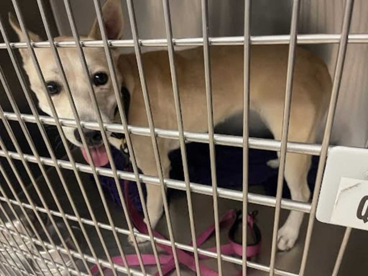 JANICE - German Shepherd Dog available for adoption