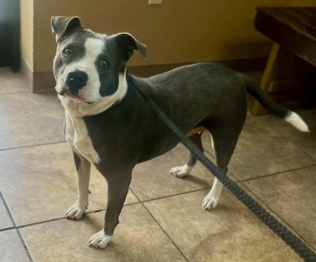 VIOLET - American Bulldog / American Pit Bull Terrier available for adoption