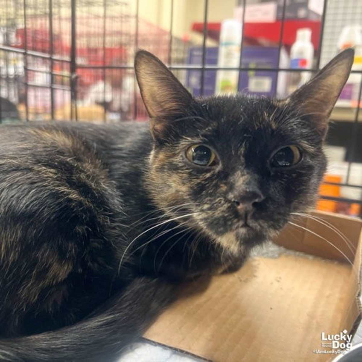 ROLO - Domestic Shorthair available for adoption