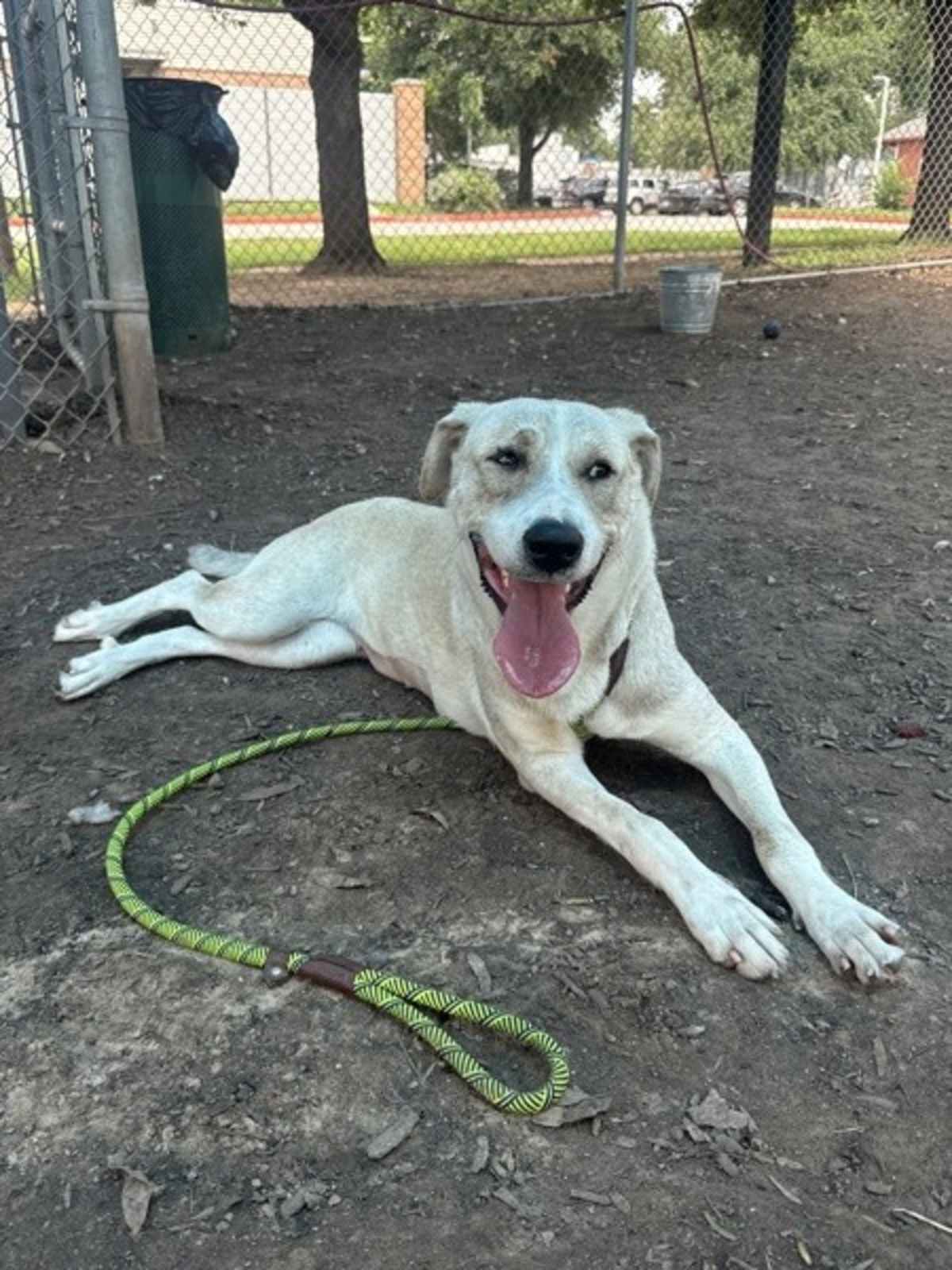 HONEY BEE - Labrador Retriever available for adoption