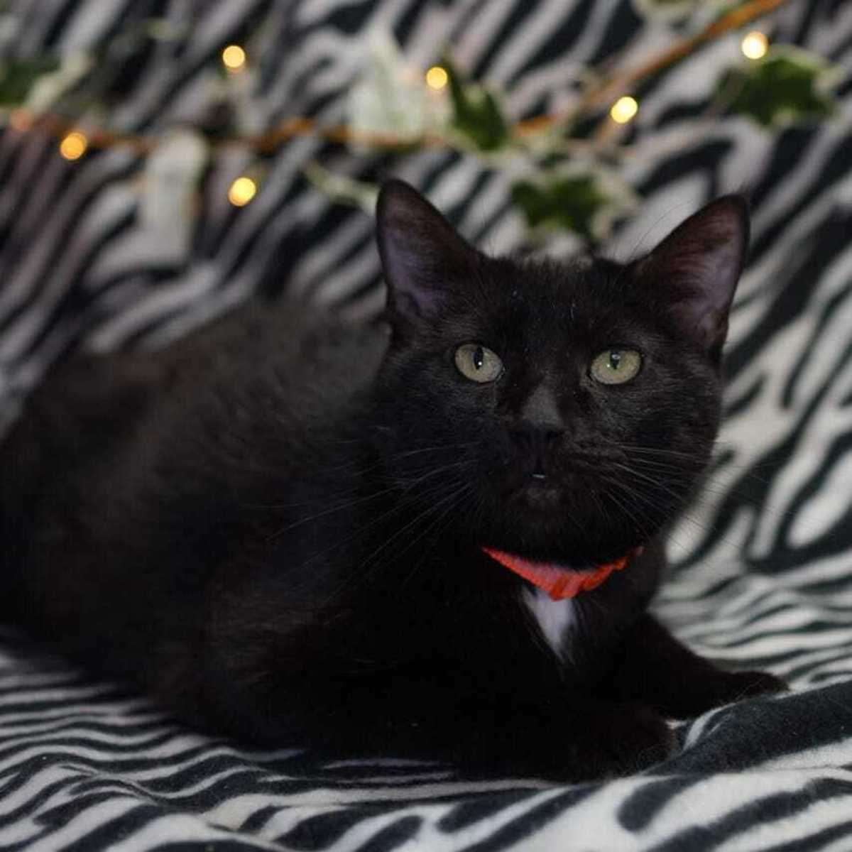 SPOOKY - Domestic Shorthair available for adoption