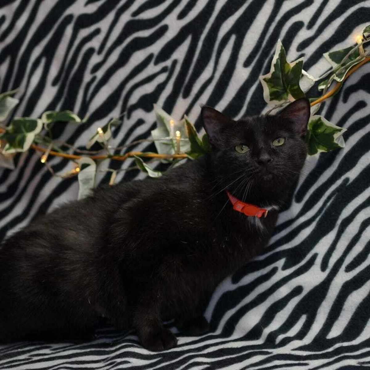 SPOOKY - Domestic Shorthair available for adoption