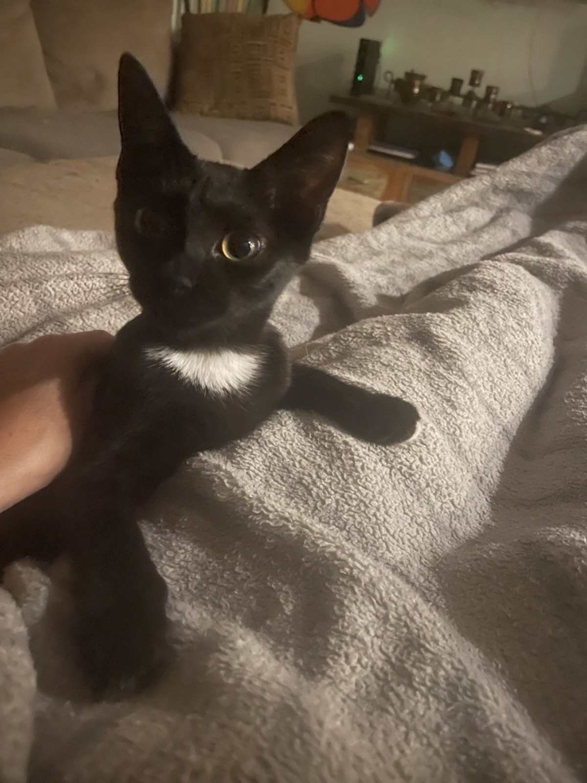 SHAWNEE - Domestic Shorthair for adoption in Wilmington