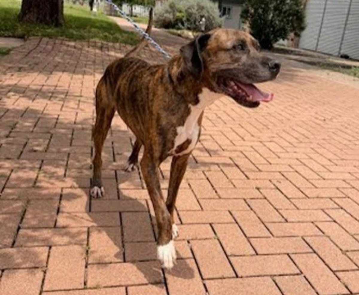 BODI - Boxer / Labrador Retriever available for adoption