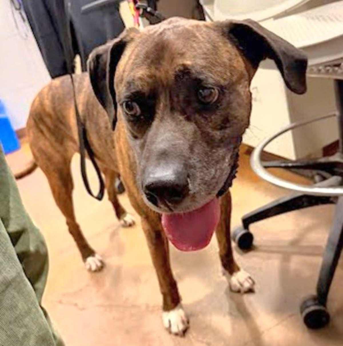 BODI - Boxer / Labrador Retriever available for adoption