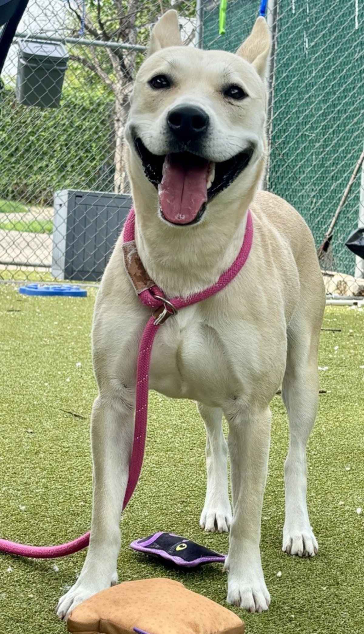 JANICE - German Shepherd Dog available for adoption