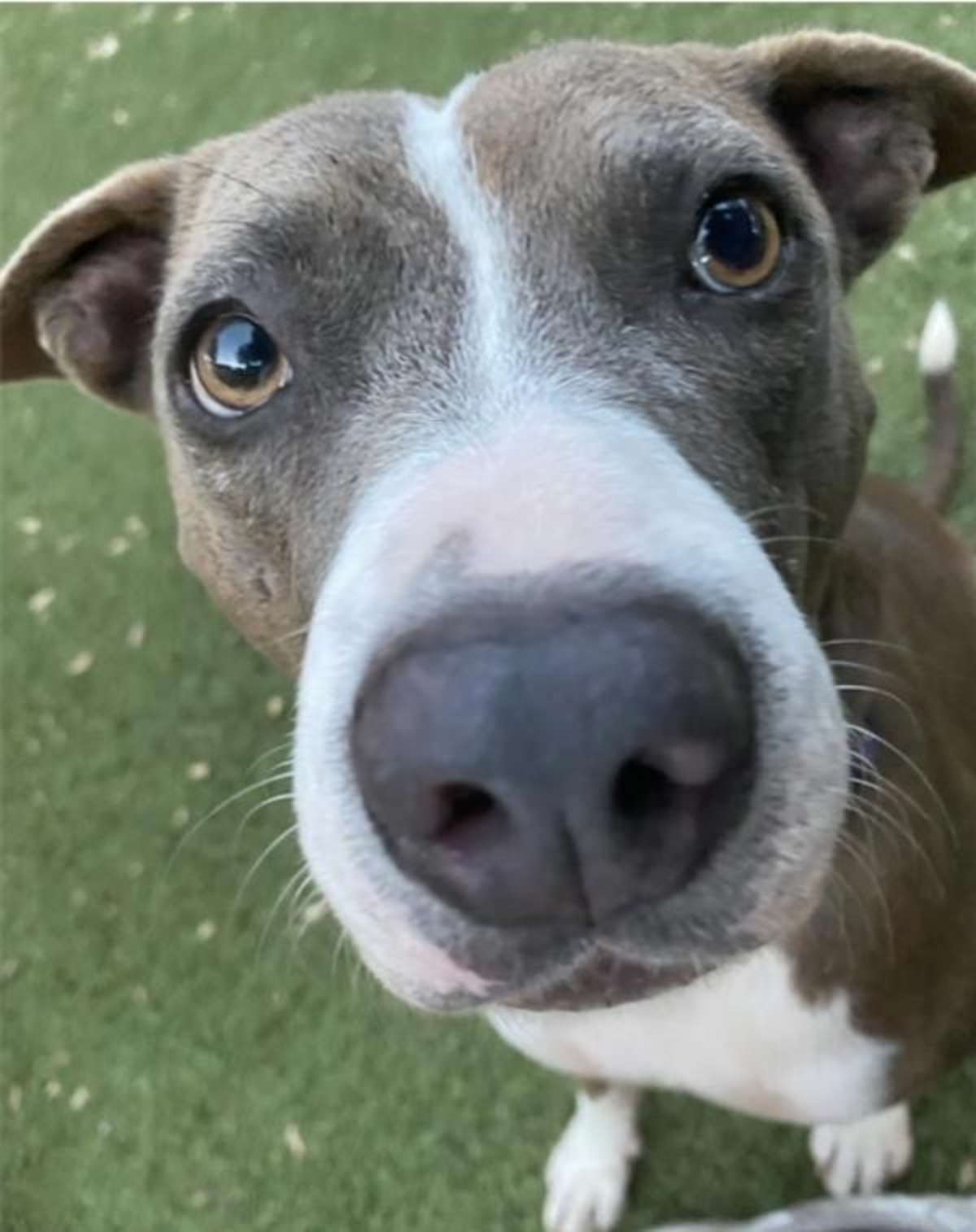 PEPPER - American Pit Bull Terrier available for adoption