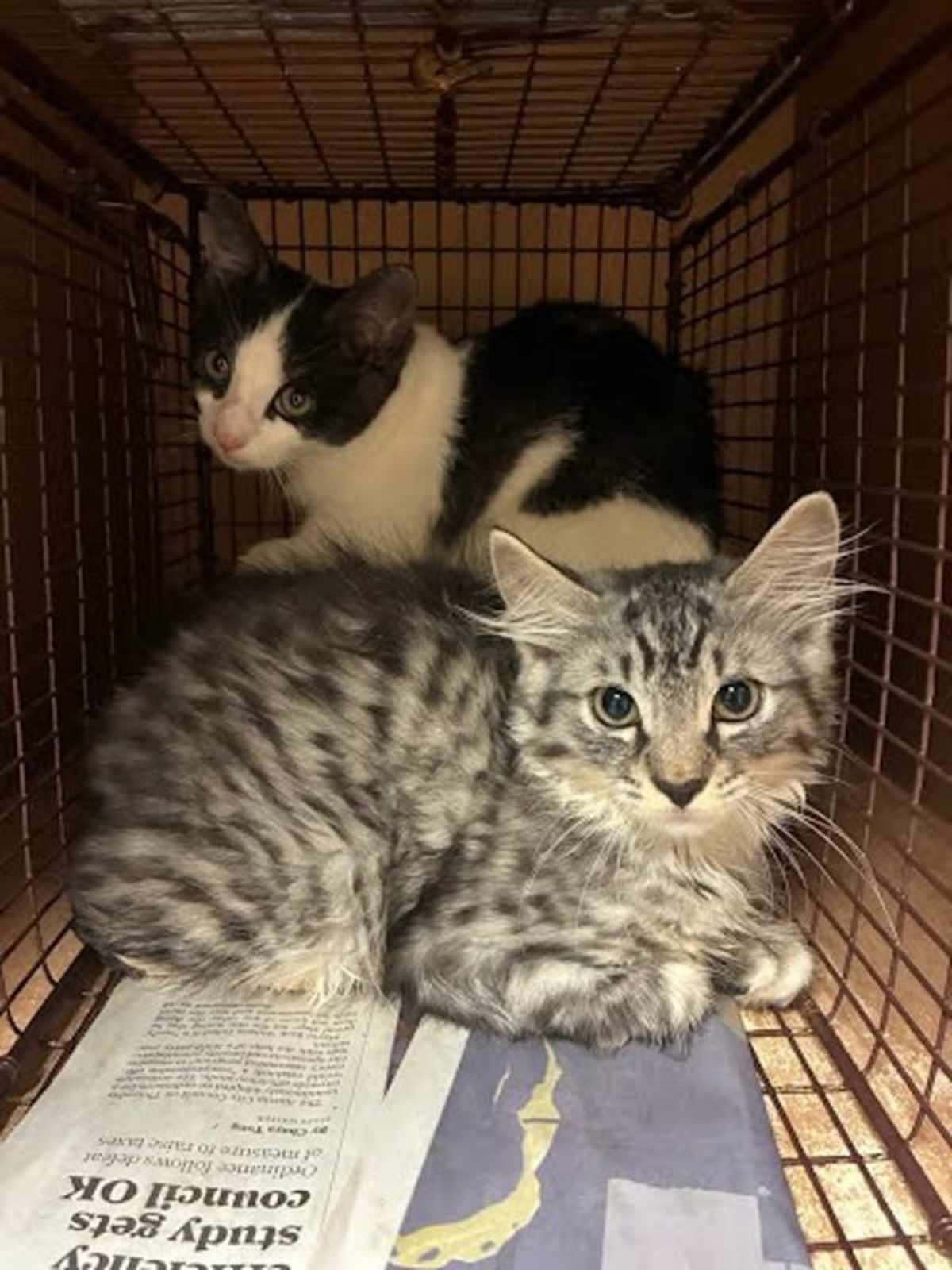 MISTLETOE - Domestic Mediumhair available for adoption