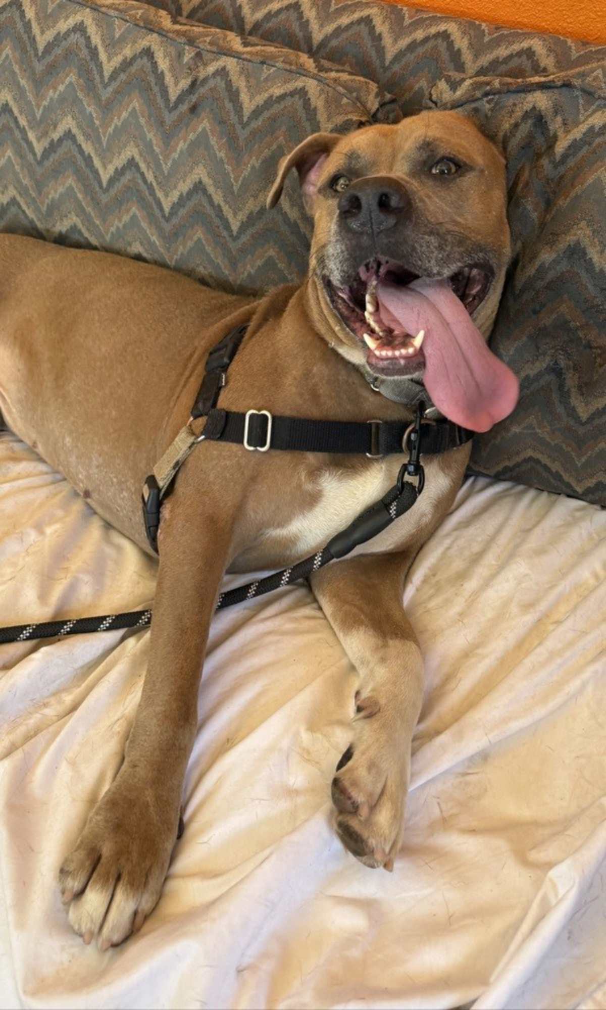DAMON - American Pit Bull Terrier available for adoption