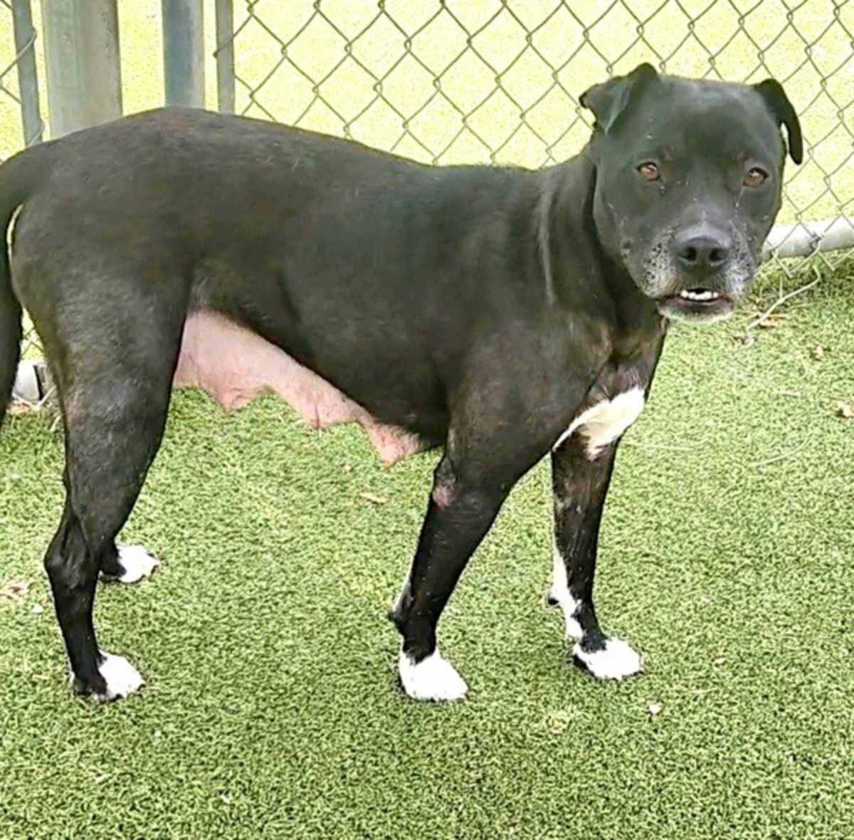 LAYNA - American Pit Bull Terrier available for adoption