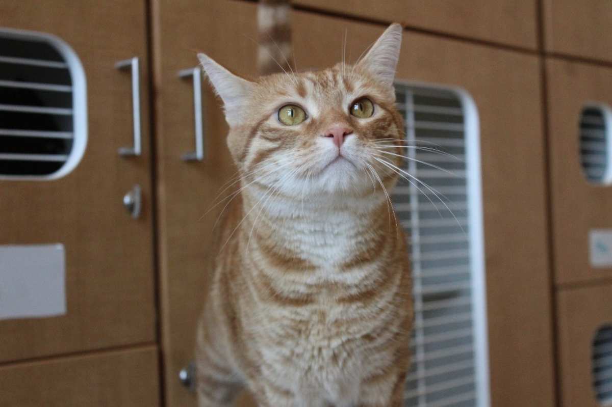 PRINCE - Domestic Shorthair available for adoption