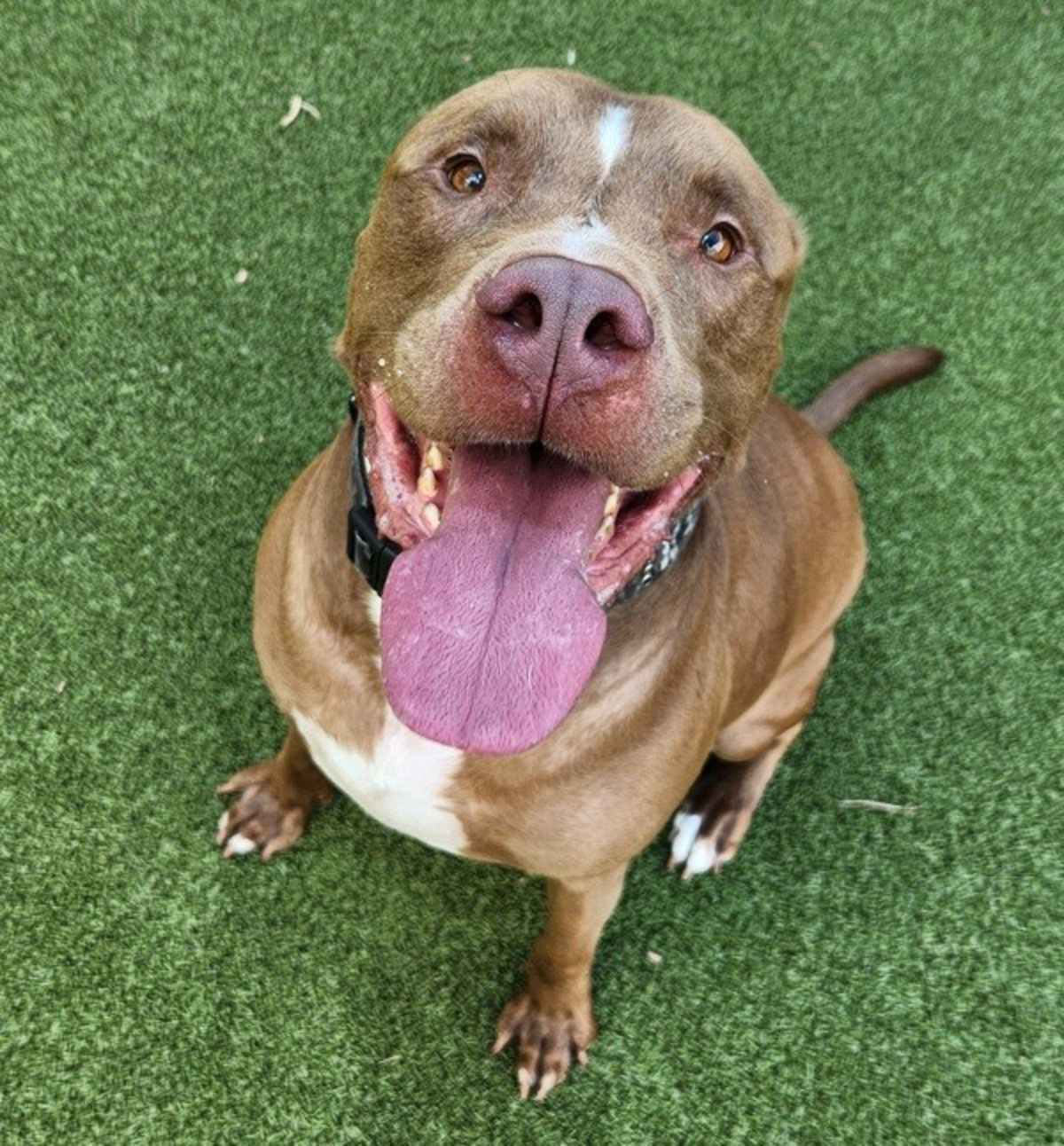 GUMBO - American Pit Bull Terrier available for adoption
