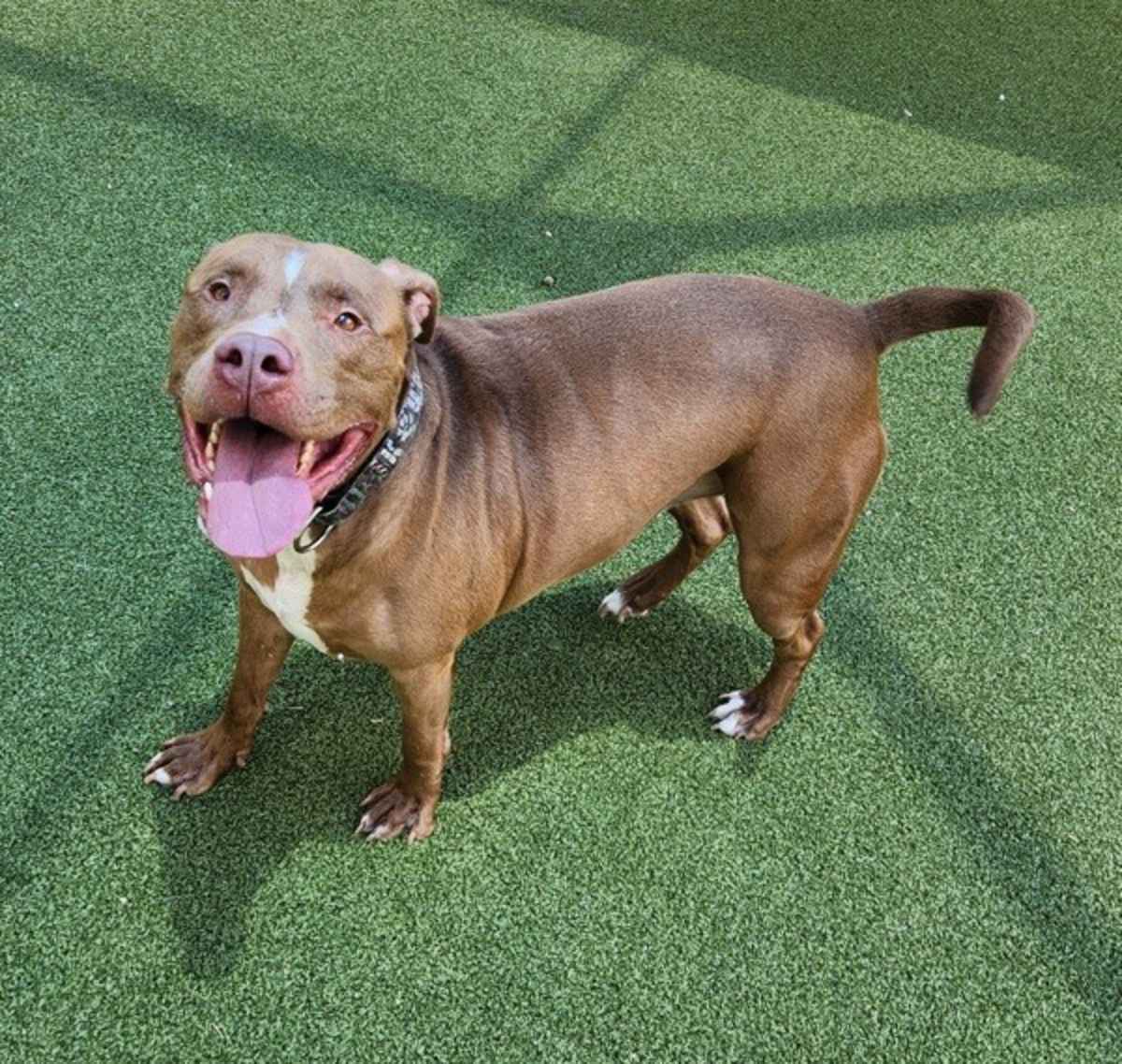 GUMBO - American Pit Bull Terrier available for adoption