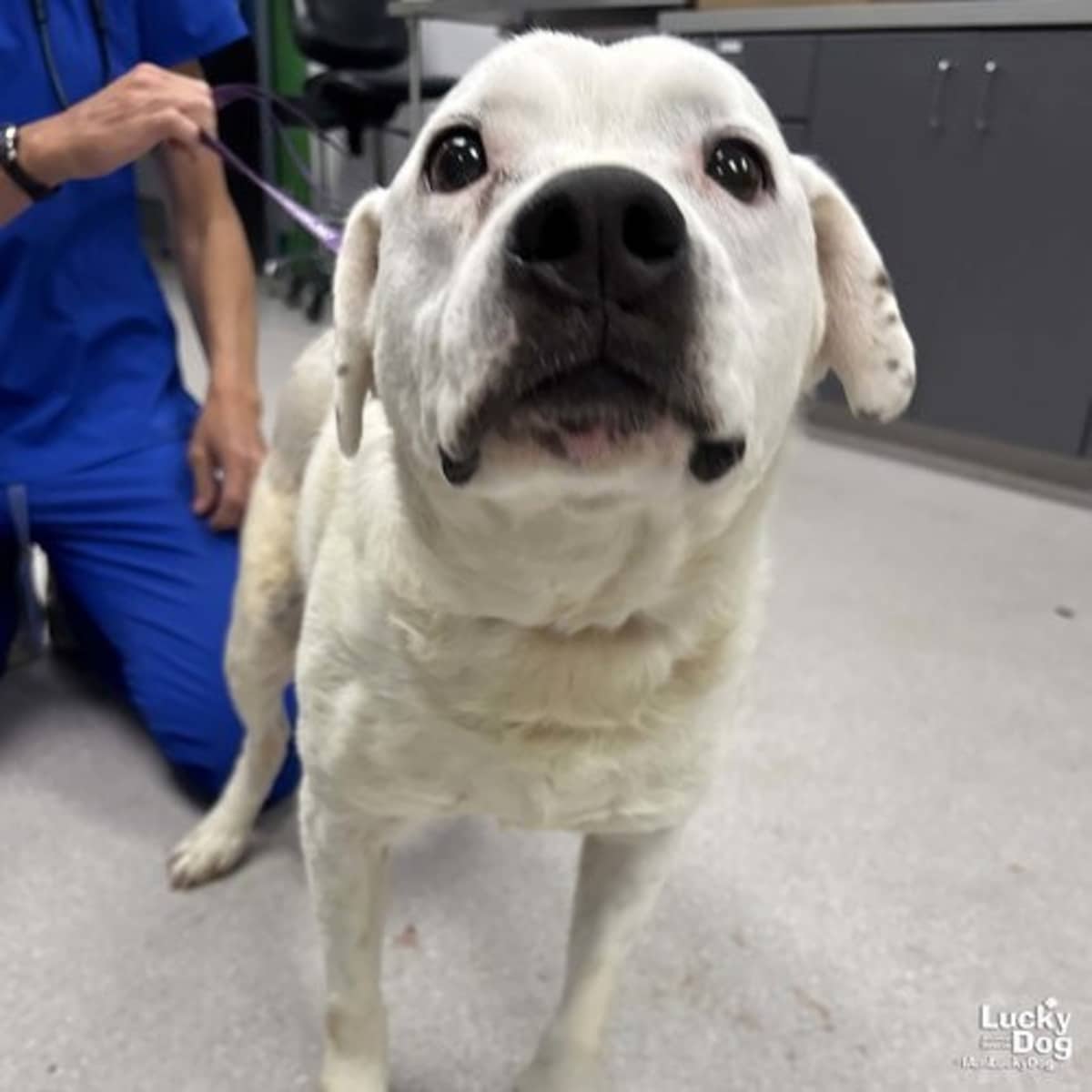 MOE - Labrador Retriever / American Bulldog available for adoption