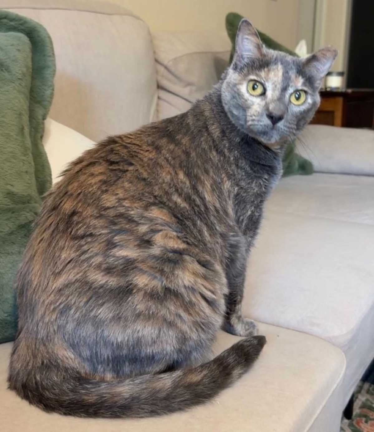 TESSIE - Domestic Shorthair for adoption in Tucson