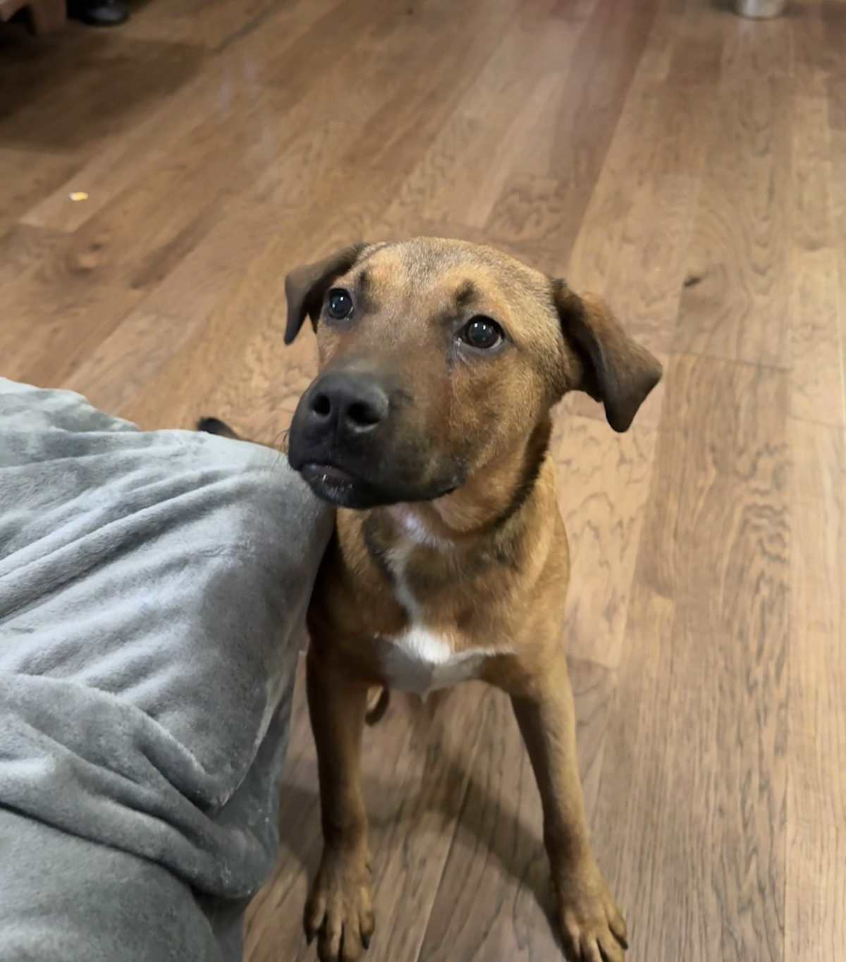 RED - Boxer / Labrador Retriever available for adoption