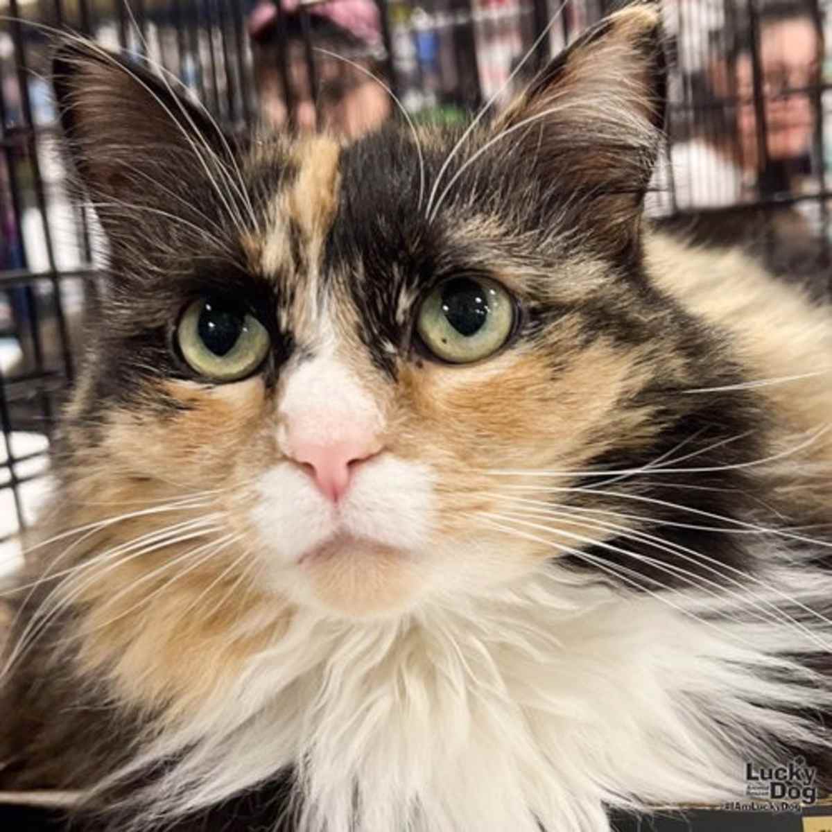ELLIE - Domestic Longhair available for adoption