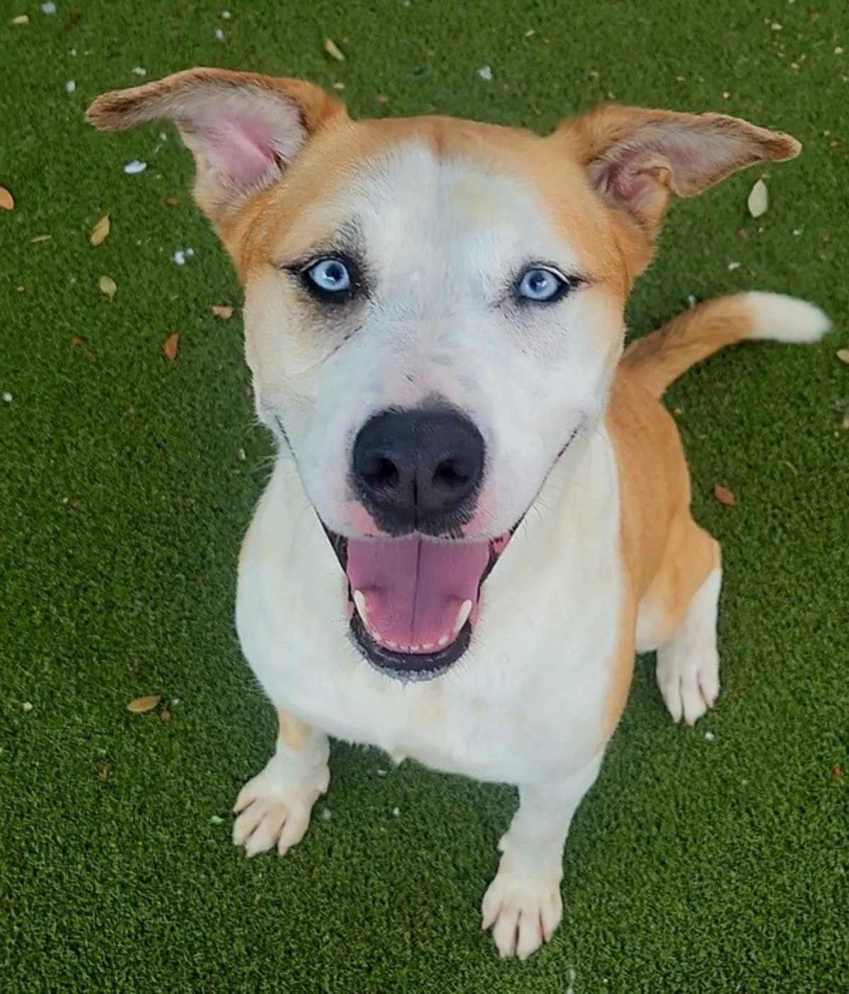 ZELDA - Australian Cattle Dog / Australian Kelpie available for adoption