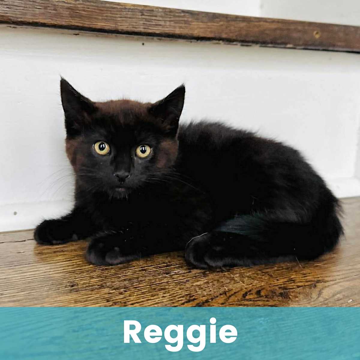 REGGIE - Domestic Shorthair for adoption in Rochester