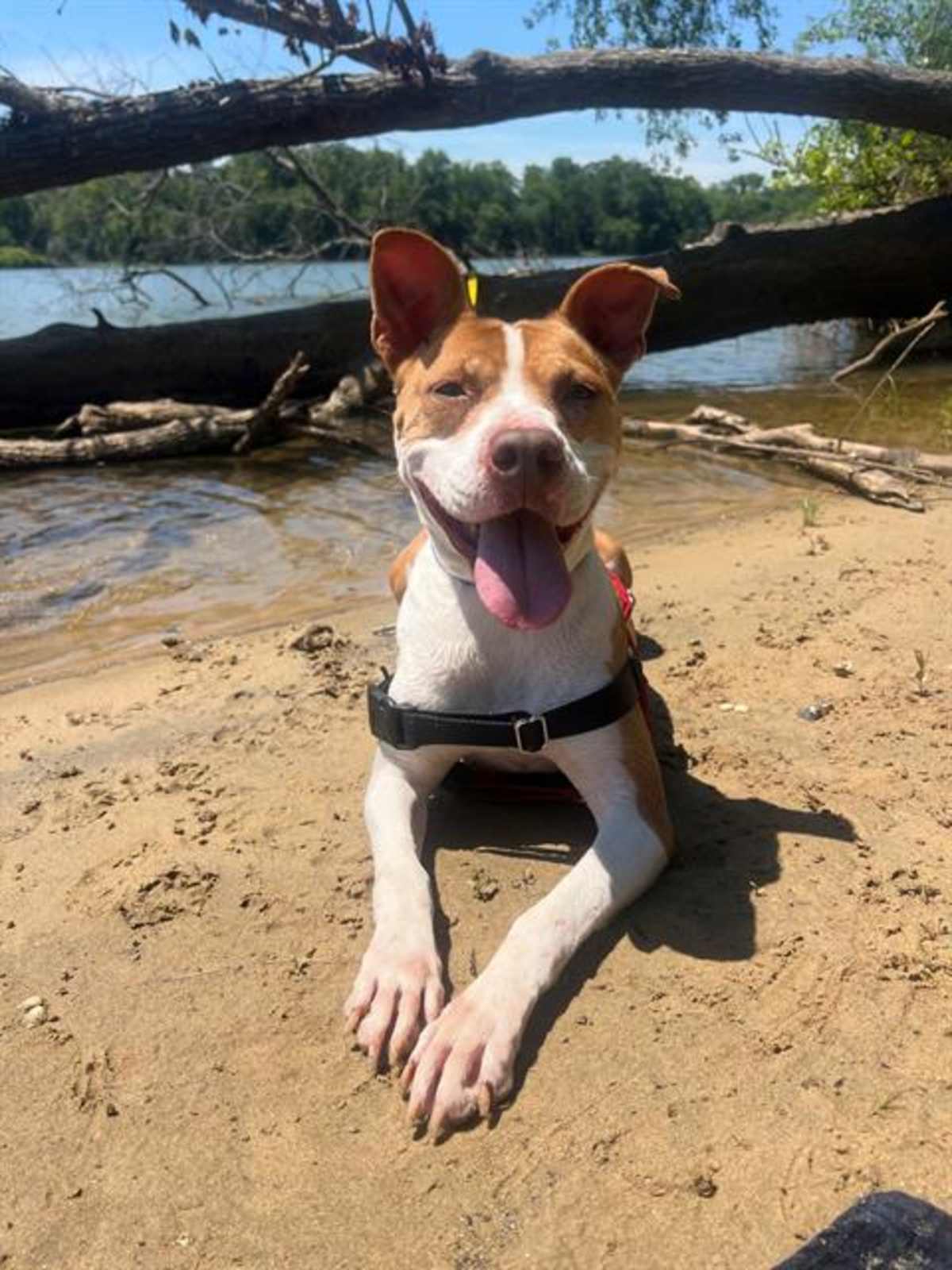 STAR - American Pit Bull Terrier available for adoption