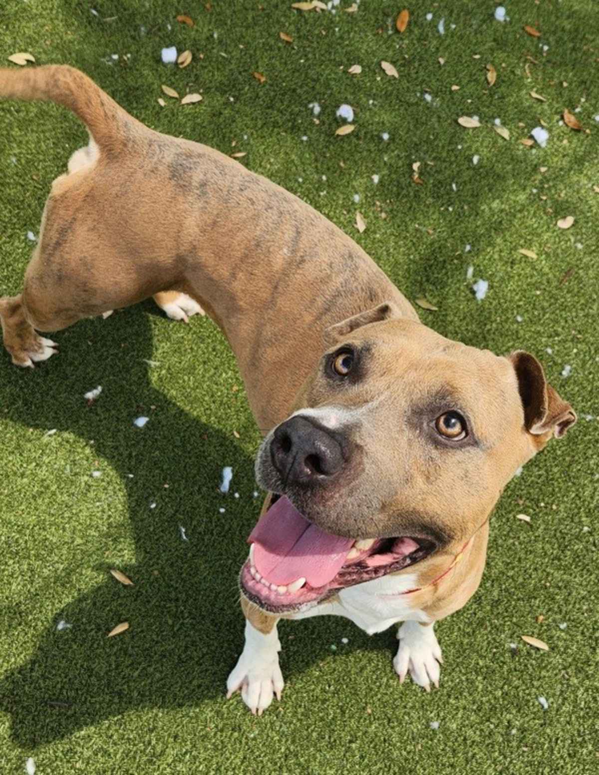 TYSON - American Staffordshire Terrier available for adoption
