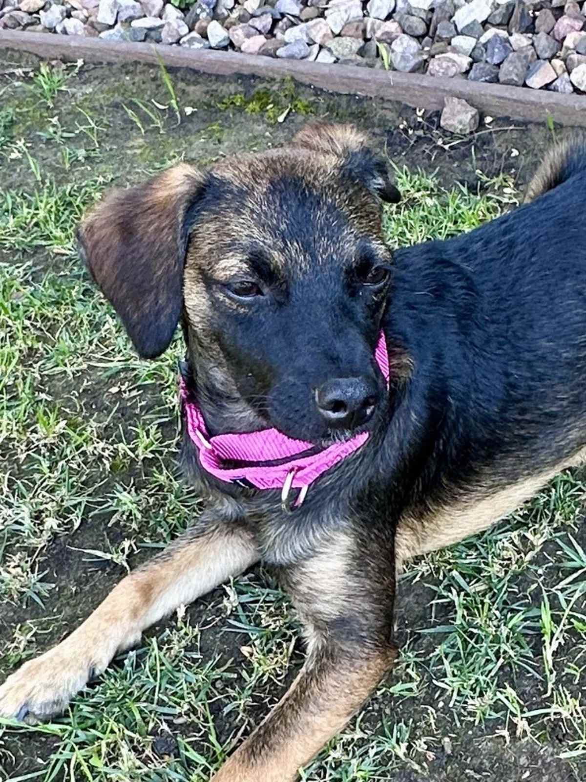 NANCY - Terrier (Unknown Type, Medium) / Shepherd (Unknown Type) available for adoption