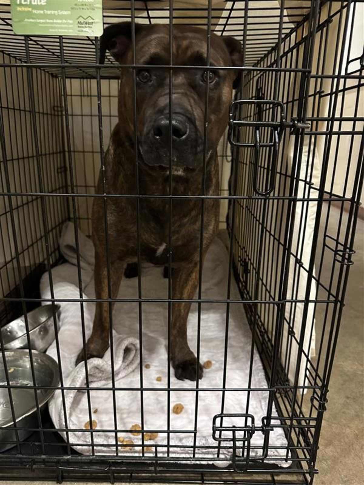 PORTIA - American Pit Bull Terrier available for adoption