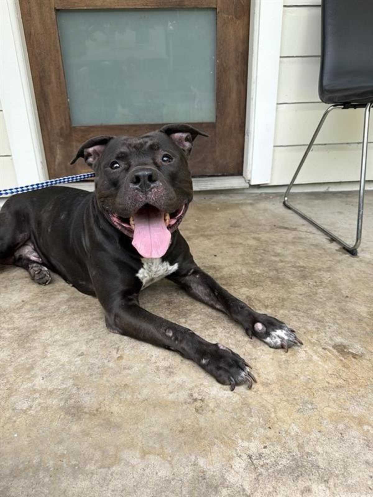 BALOO - American Bulldog available for adoption