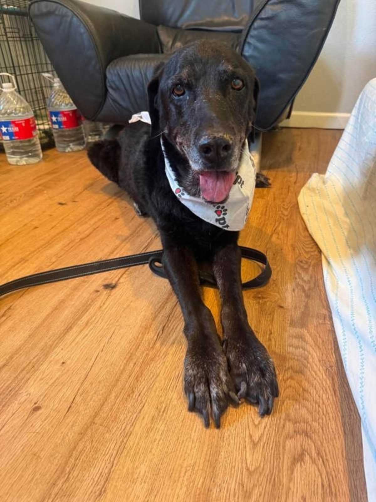 KNOX - Labrador Retriever available for adoption
