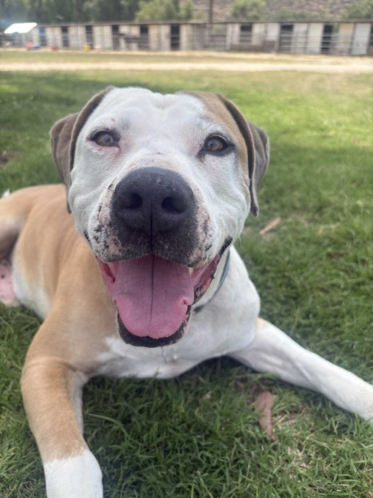 MIKEY - American Pit Bull Terrier available for adoption