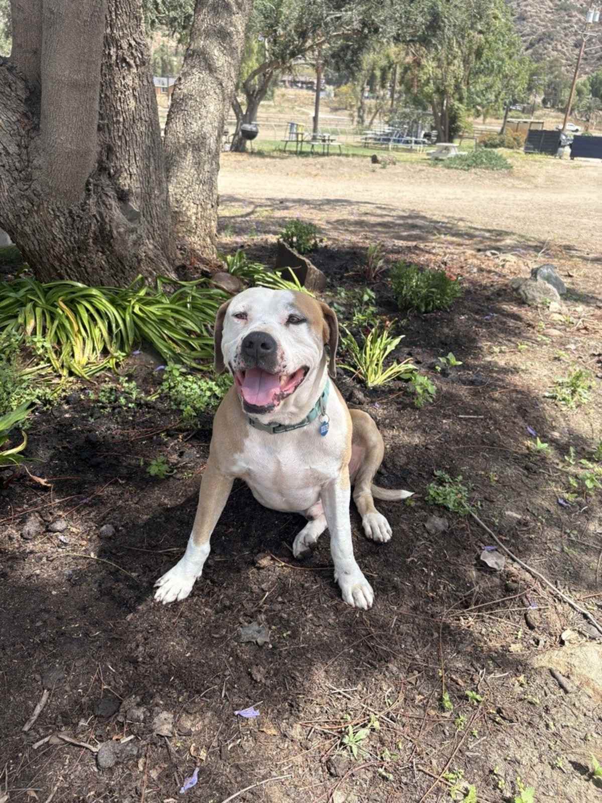 MIKEY - American Pit Bull Terrier available for adoption