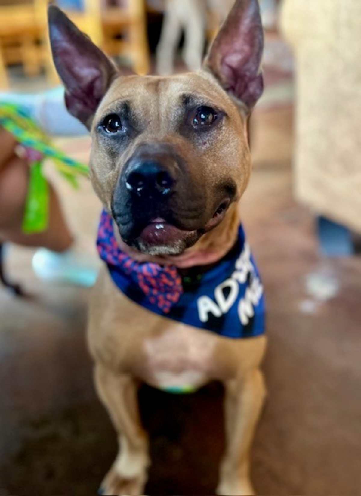 ROCCO - American Pit Bull Terrier available for adoption