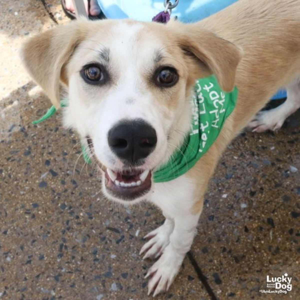 GOMEZ - Great Pyrenees / Labrador Retriever available for adoption