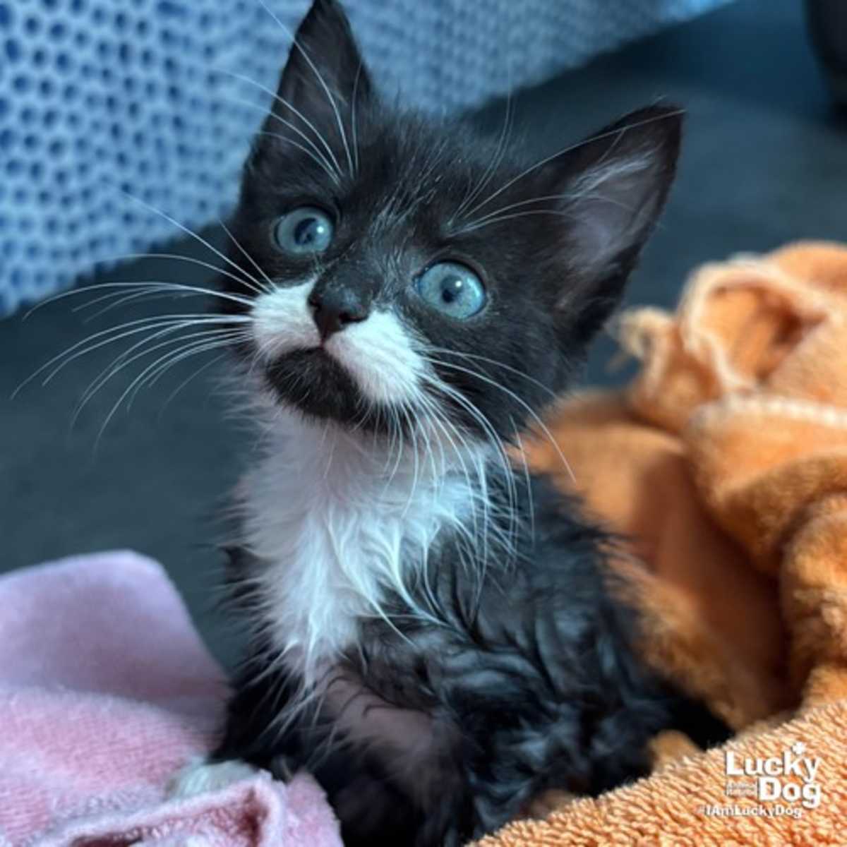 SUGAR - Domestic Shorthair available for adoption