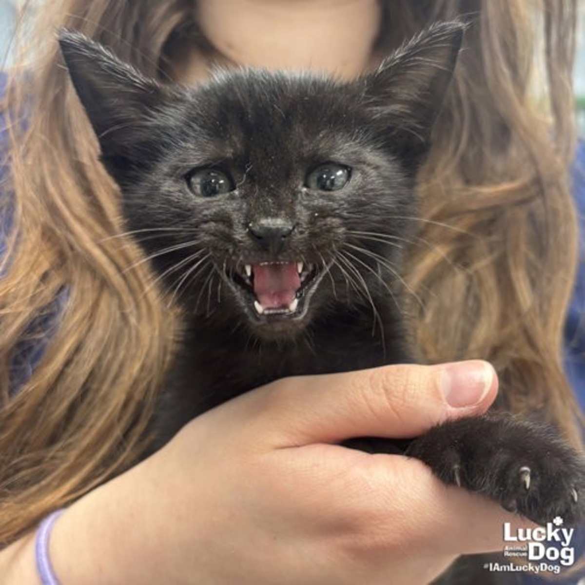 IRBY - Domestic Shorthair available for adoption