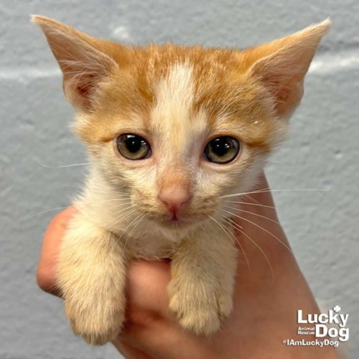 CREEK - Domestic Shorthair available for adoption