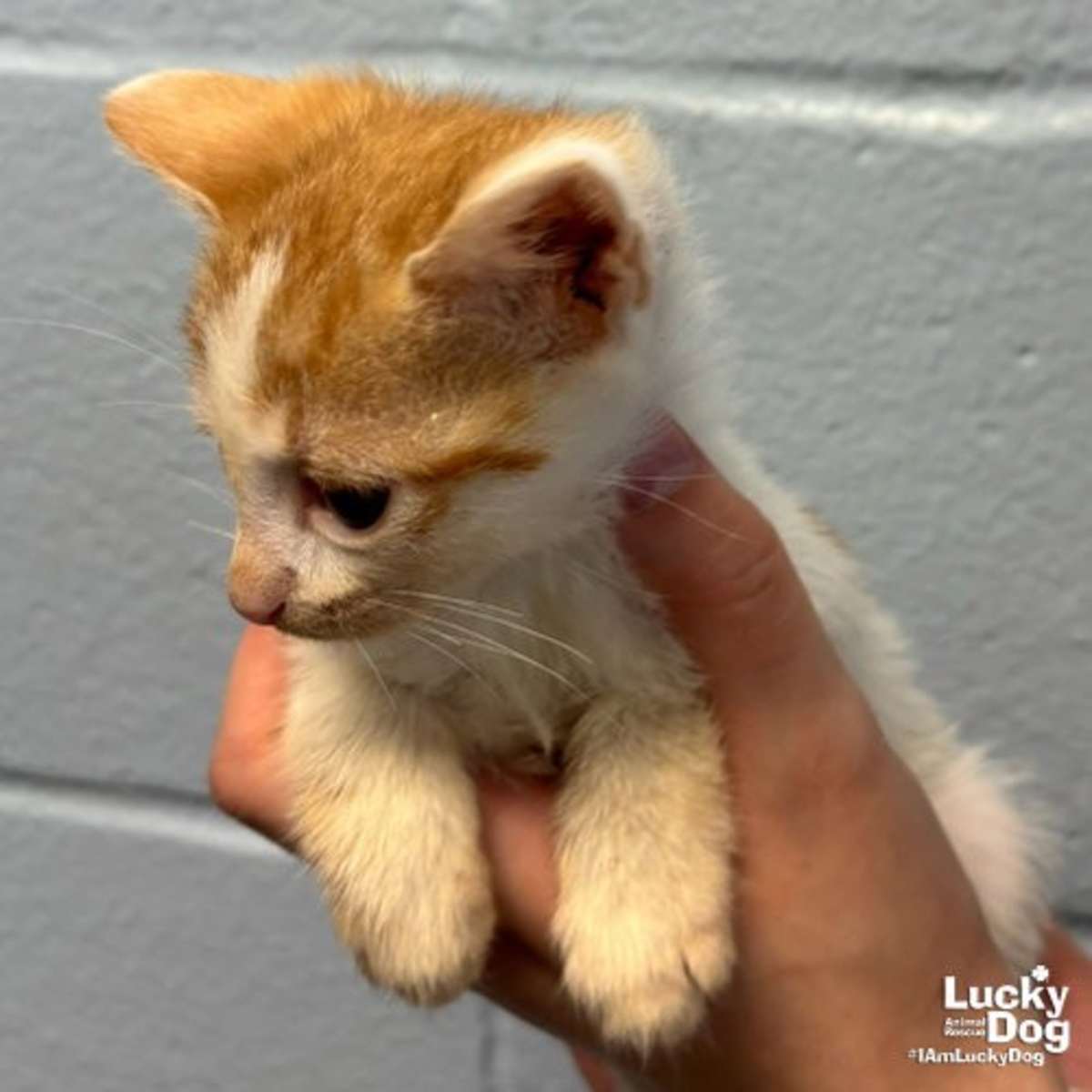 CREEK - Domestic Shorthair available for adoption