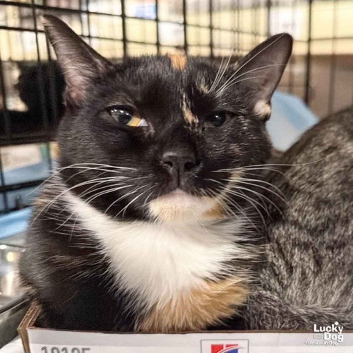 COVE - Domestic Shorthair available for adoption