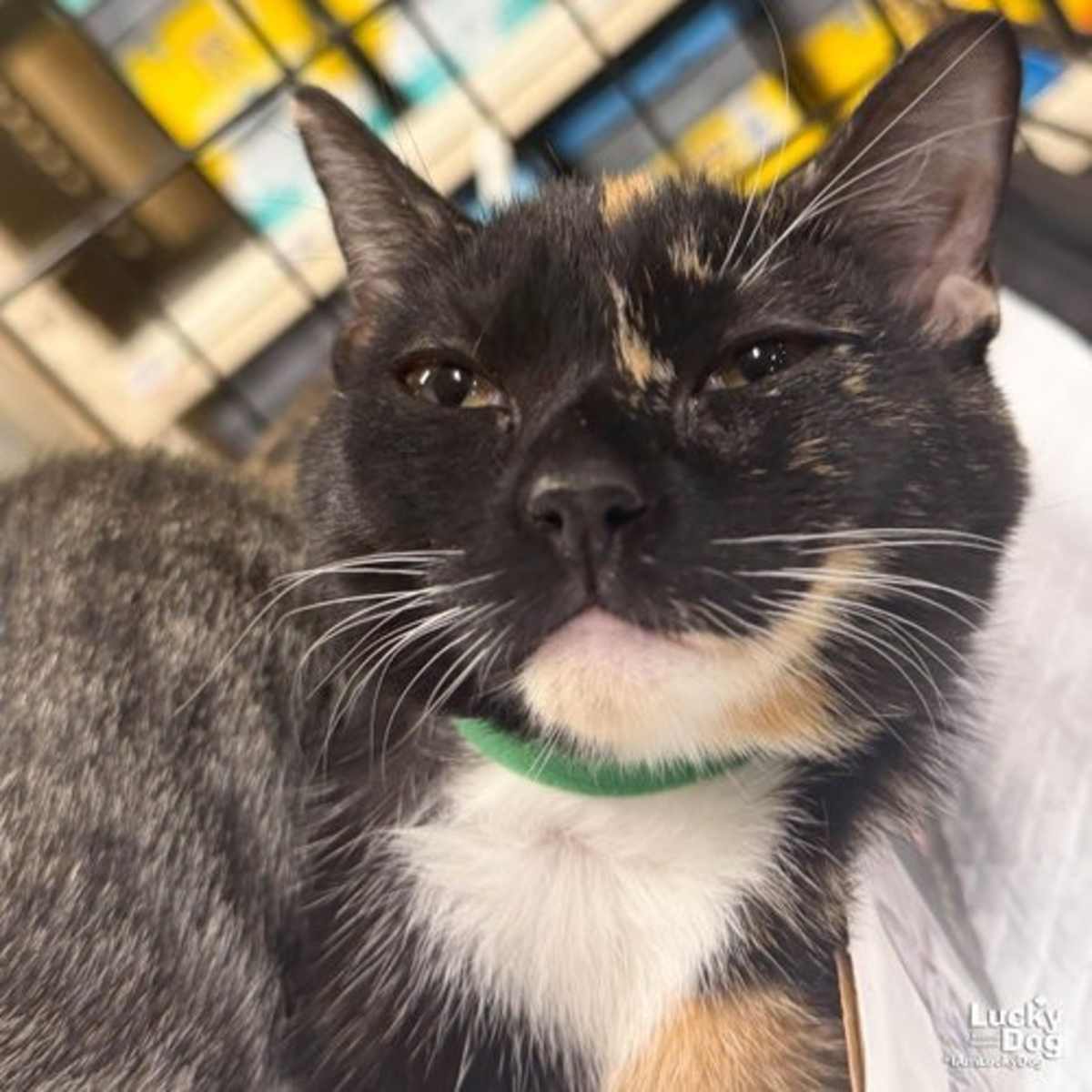 COVE - Domestic Shorthair available for adoption