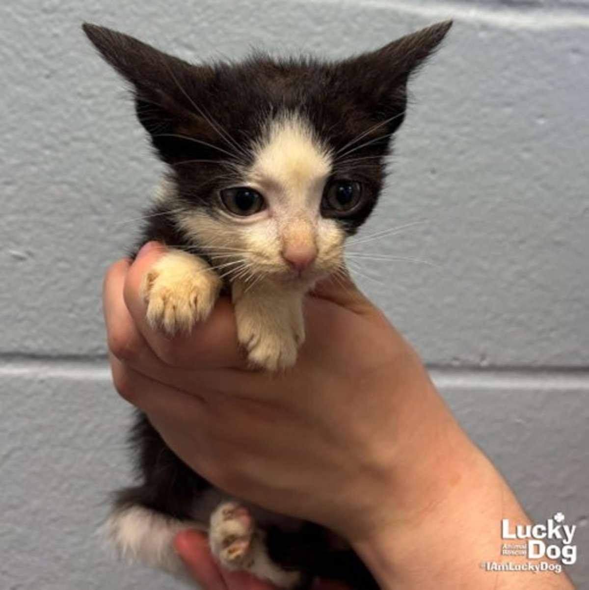 COLT - Domestic Shorthair available for adoption