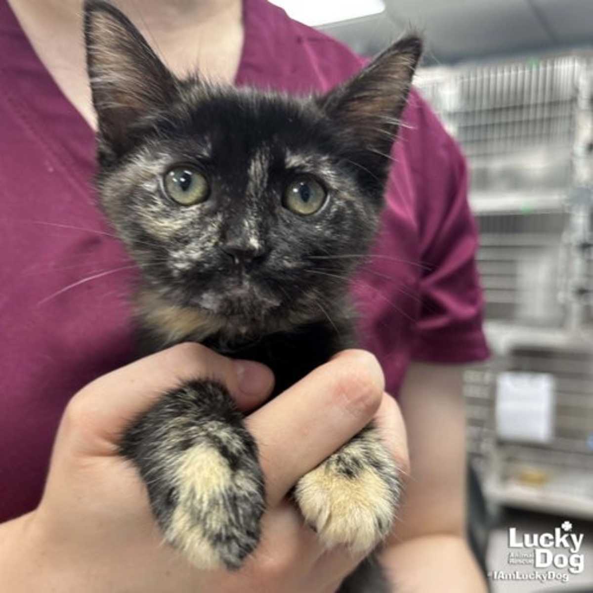 ACONDA - Domestic Shorthair available for adoption